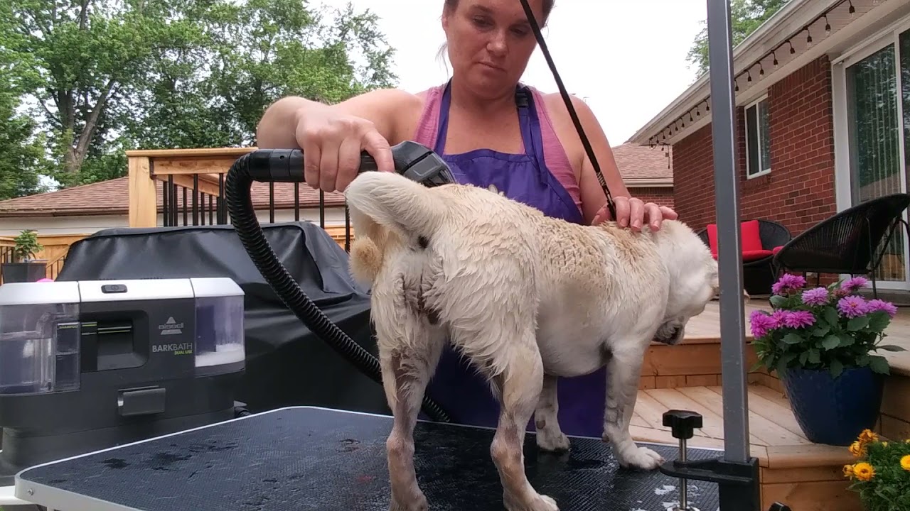 Phoebe getting rinsed after her Barkbath and attempting the portable dryer