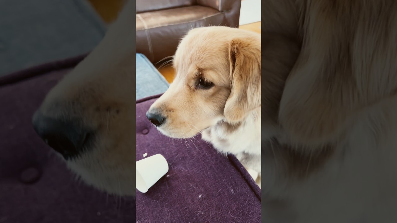 Lucy's Paper Cup Magic Trick! 🎩