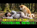 【奇跡の実話】妊娠中の女性が夫に森に見捨てられた…アキタ犬が現れた瞬間、奇跡が起こった！