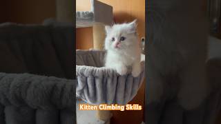 Ragdoll Kitten Playing  So Cute! #ragdollcat #catshorts #funnycats #cutecats #kitten