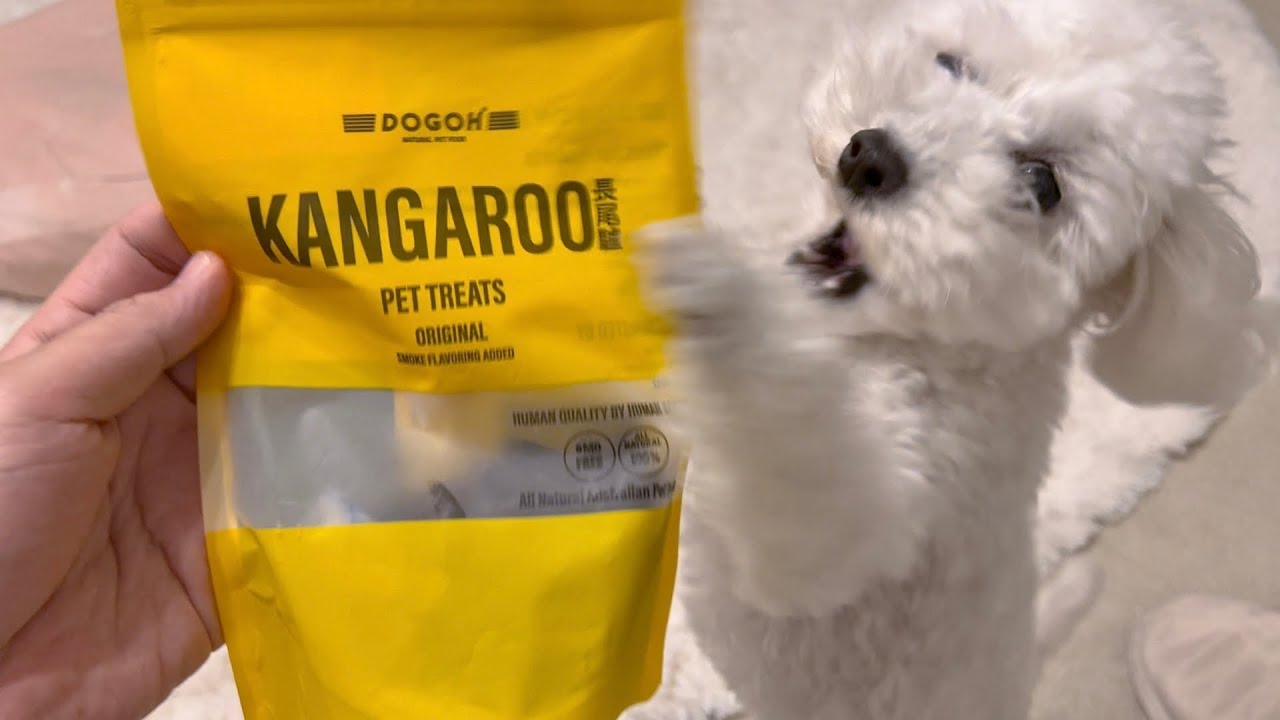 【検査結果】獣医師が取り扱っていないアレルギー精密検査が素晴らしかった