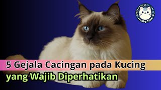 5 Gejala Kucing Cacingan yang Wajib Diperhatikan Pemilik