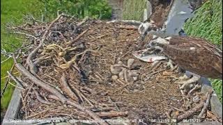 Fish breaks up sibling rivalry - June 15, 2021 - BL Osprey Cam Highlight