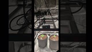 Smart Grow Setup You’ll Want 😍 | SE Series + GGS!