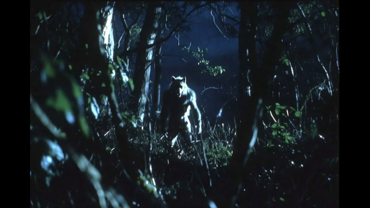 LOBISOMEM NO CAMPO   LONDRINA, PARANÁ