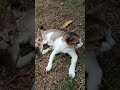 Cat mom and kitten #viral #meowing #kitten #fyp #fypシ