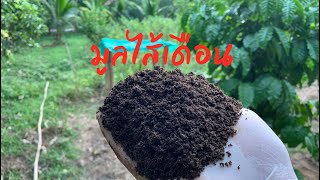 การเลี้ยงไส้เดือน | EP.7 การร่อนมูลไส้เดือน (ร่อนละเอียด)