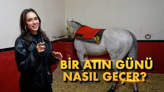 Bir Atın Günü Nasıl Geçer? 🐎 Damla Ile Kulvar Dışı