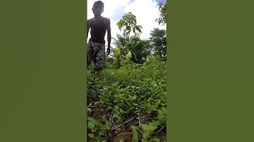 Cassava harvesting part 987 #shorts #farming #cassava #nature  #cassavaroots #cassavafarming