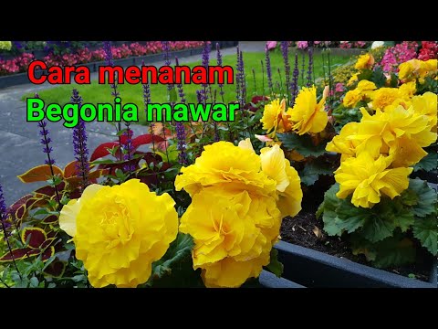 Video: Crocus: menanam dan merawat bunga mawar