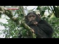 chimps  documentary