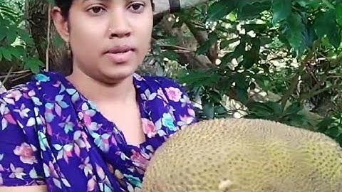 নিজের গাছের কাঁঠাল নিজে হাতে পেড়ে খাওয়ার মজাই  আলাদা।