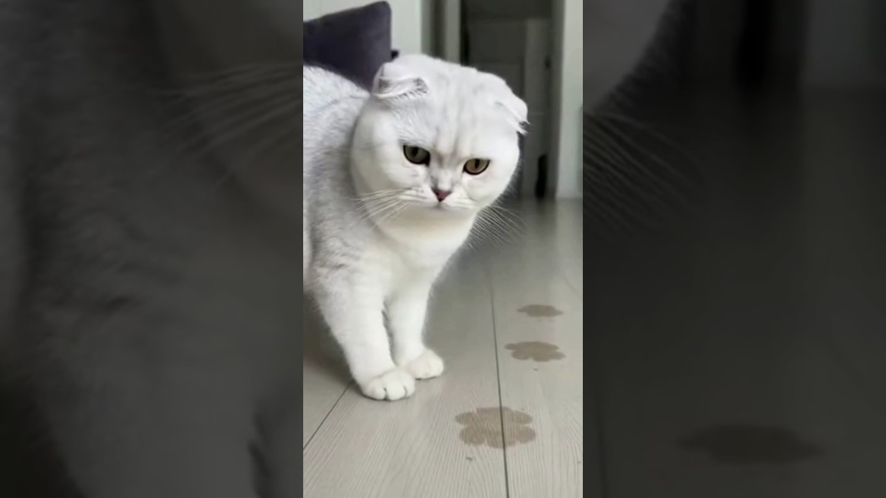 Wait for the cat's reaction at the end! 👁️👄👁️ 