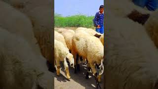Marwari Cowherd Sheep Herder Sheep Rearing How To Rear Sheep