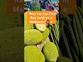 Raw Jackfruit Jackfruit Australia ЁЯЗжЁЯЗ Me Katahal ЁЯШГ Shorts Ytshorts Jackfruit Victoriamarket Raw Jackfruit Jackfruit Australia ЁЯЗжЁЯЗ Me Katahal ЁЯШГ Shorts Ytshorts Jackfruit Victoriamarket