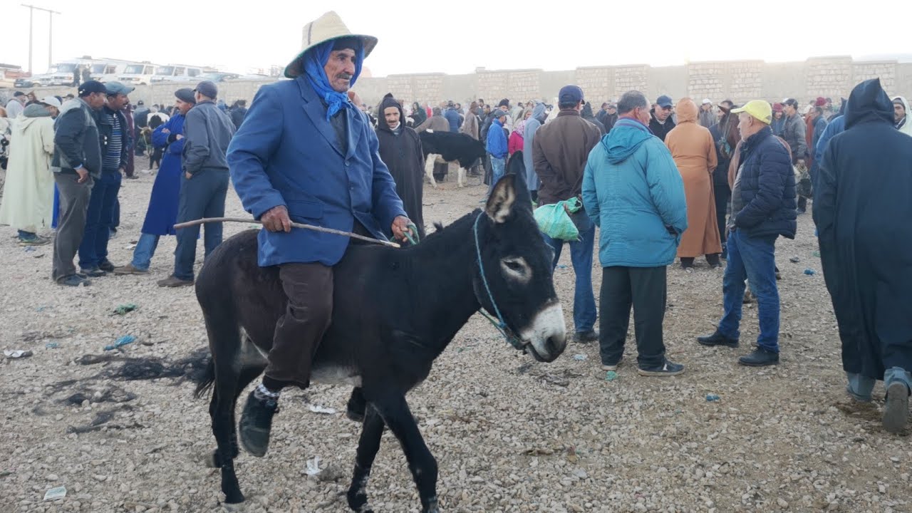 الله على سوق الحمير ثلاثاء أزرو 2021/11/02 أحسن سوق فمغرب