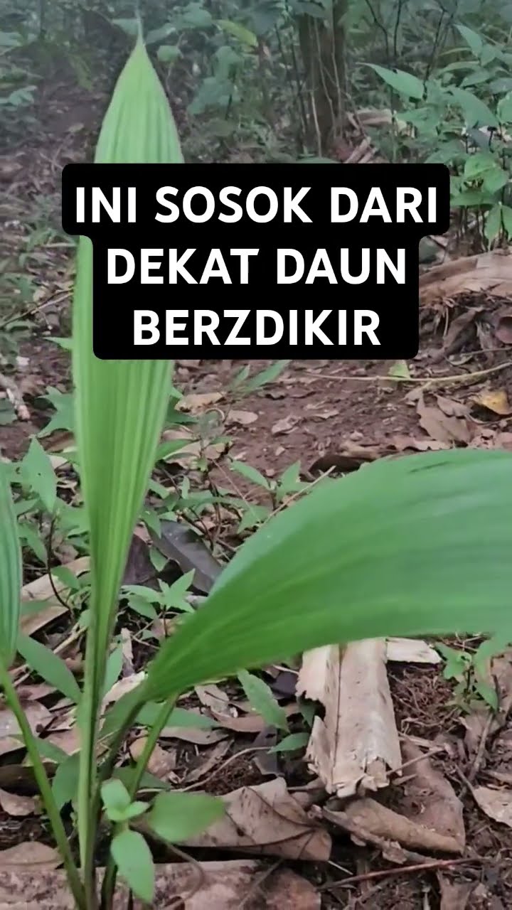 Daun Ajaib Di Gunung Kerenceng