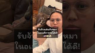 อาชีพดูแลน้องหมาในอเมริกา งานสบาย รายได้ดี dogsitter อาชีพในอเมริกา คนรักหมา ชีวิตในต่างแดน