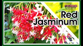 Red Jasmine Plants - Tanaman Hias Melati Merah
