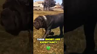 Unbelievable Facts About the Neapolitan Mastiff That Will Shock You