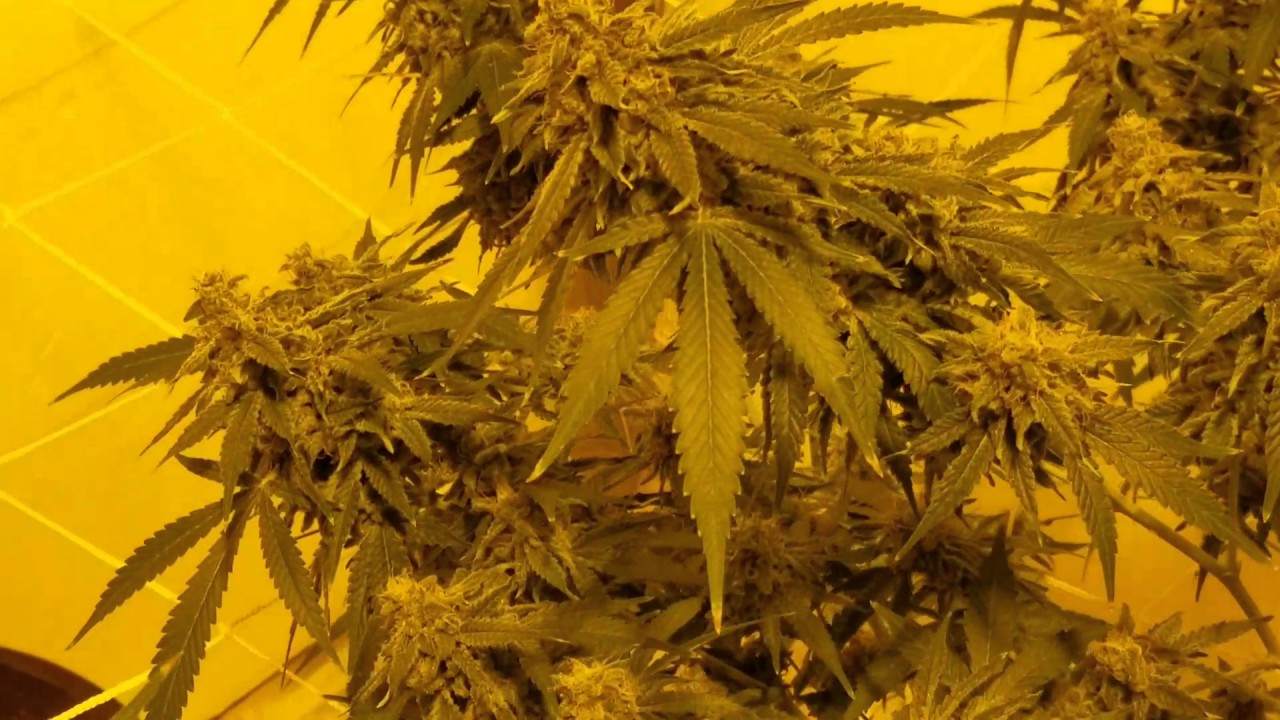 Week 8 day 56 update on King Kong and double black