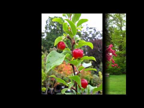 Видео: Melrose Apple Информация: выращивание яблок Melrose в ландшафте