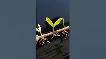 Propagate guava tree from cutting with onion || How to grow guava tree at home/#garden #gardening #