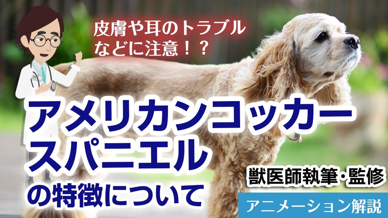 アメリカンコッカースパニエルの特徴や気を付けたい病気など【獣医師執筆監修】