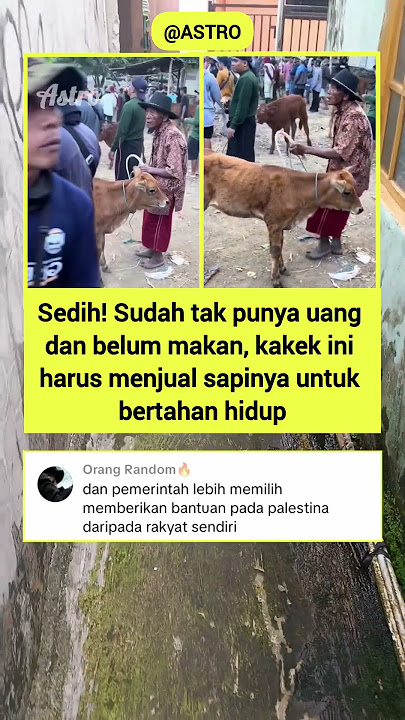 si bapa kasian dan sapi nya juga kasian ih 😭 #shorts