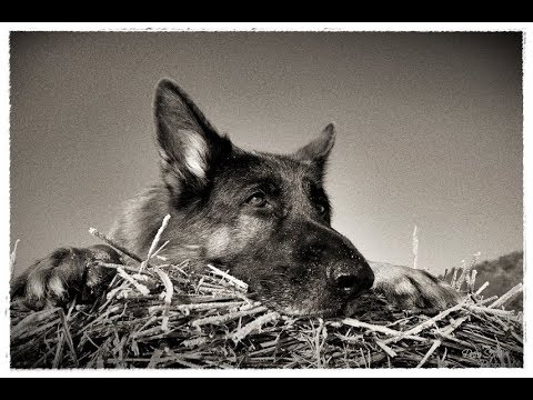 Video: Wer Ist Ein Hundeführer