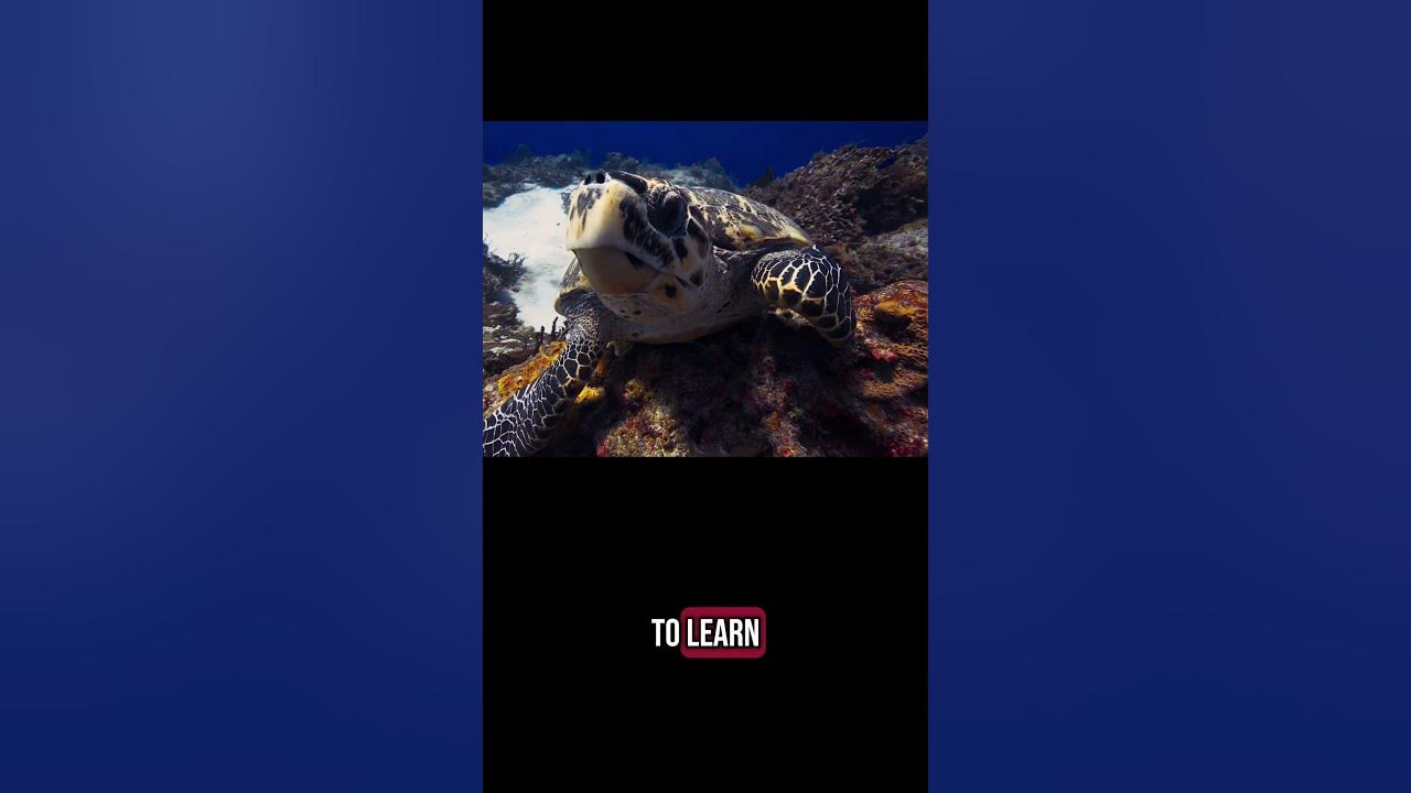 What does a sea turtle look like? #seaturtle #ocean #wildlife @Nikon ...
