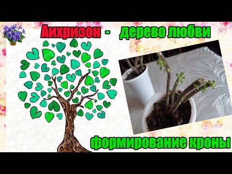 Комнатное растение аихризон(Aichryson) дерево любви после обрезки через 23 дня