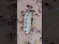 Queen Termite Laying Thousands of Eggs Inside the Colony