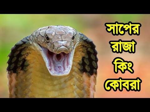 ভিডিও: কোবরা কোথায় পাওয়া যায়?