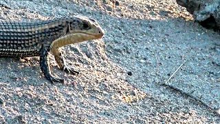 WildEarth - Sunset Safari - November 19, 2019