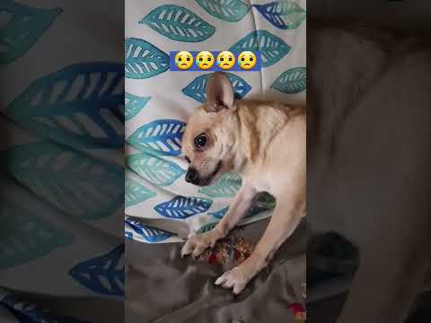 Chihuahua Suffers A