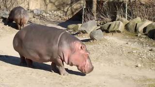 River Hippopotamus Walking Slowly