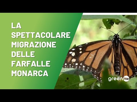 La spettacolare migrazione delle farfalle monarca