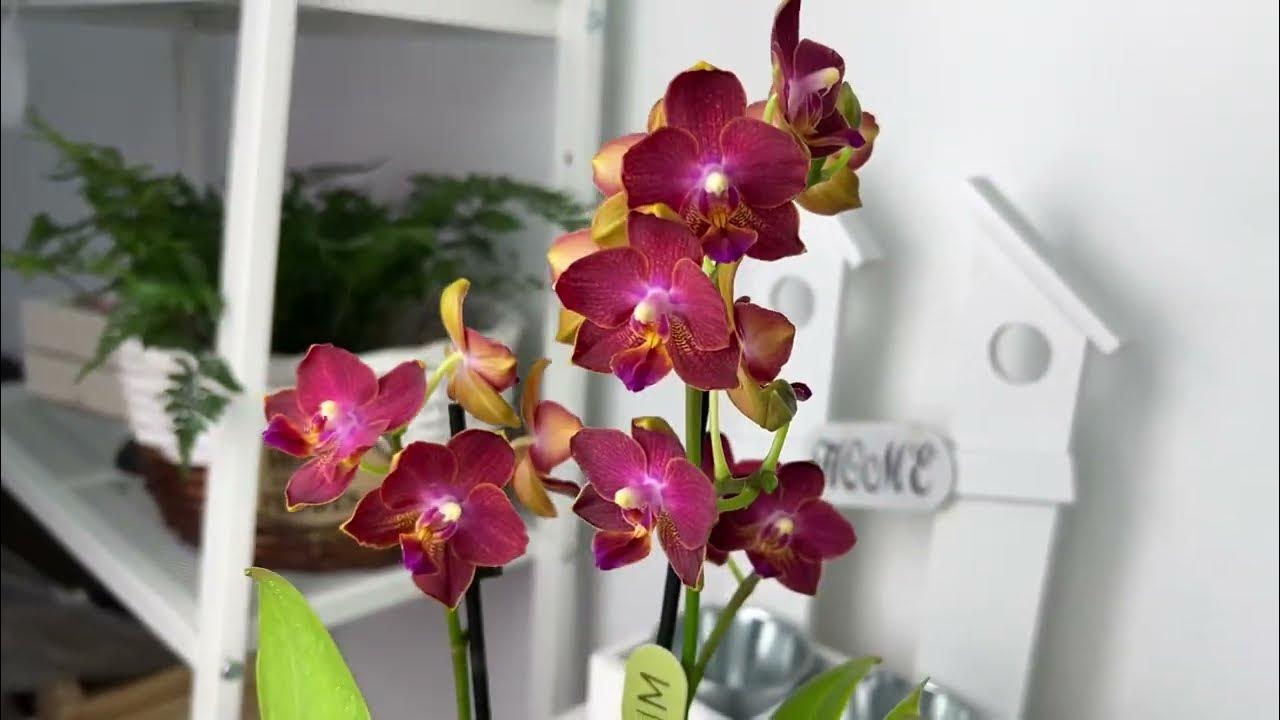 Phal. I-Hsin Cherry Bomb '228' (peloric - 2 eyes) 2.5