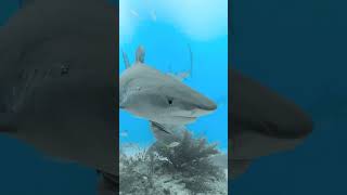 Sharkies 🥰 #robertoochoahe #diving #animals #divinglife #sharks #animalcrossing