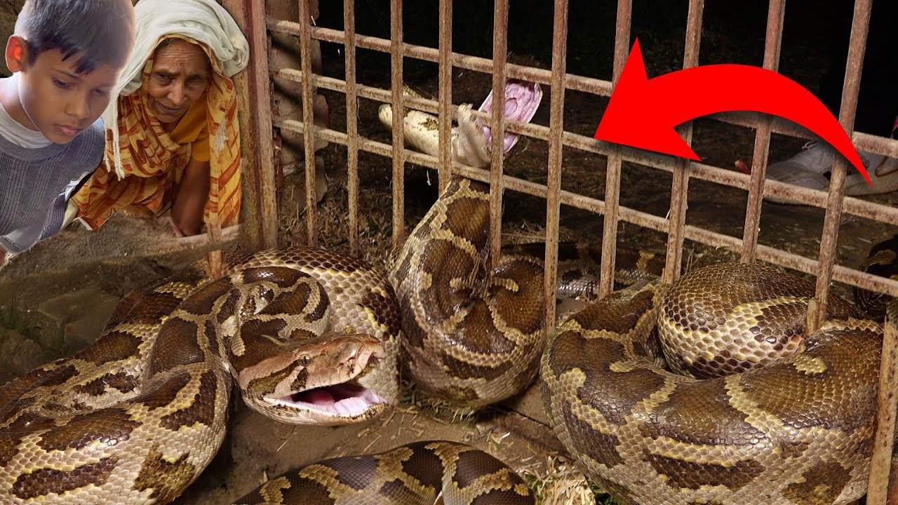 ऐसे स्थिति में पहली बार फसा अजगर सांप को कैसे बचाया गया.. Rock python snake rescue operation 🥲