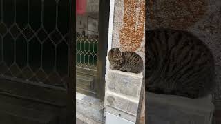 Küçük Kardeşin Avantajlari