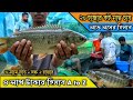 ২০ হাজার কই মাছ চাষ। A to z লাভ লসের হিসাব। তিন মাসে কৈ মাছ হারভেস্টিং #fish #fishing #catfidh