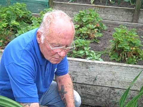 ROY McCANN'S ENGLISH ALLOTMENT GARDEN (July 10, 2010)