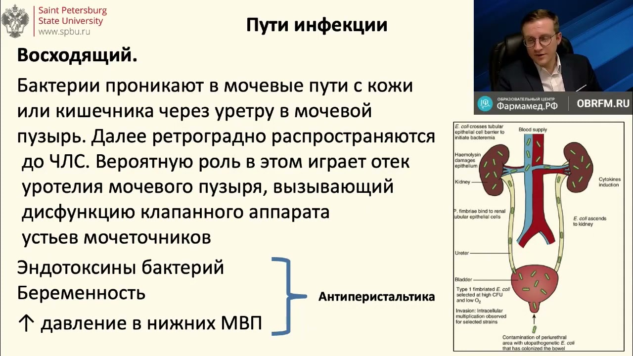 Лечение и профилактика инфекций мочевыводящих путей ⛑ пластиковыеокнавтольятти.рф