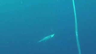TrollPro with GoPro Cannon Down Rigger