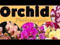 MOTH ORCHID  Phalaenopsis | Beautiful Phalaenopsis Orchid | Flower of the Day I #shorts