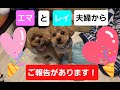 わんこ夫婦からのご報告♥️新しい家族が増えました🐶