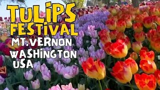 Skagit Valley Tulip Festival Spring 2024 at RoozenGuarde in Mt. Vernon , Washington USA