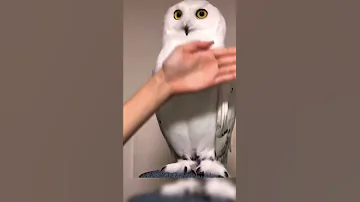 بومه بيضاء جميله 